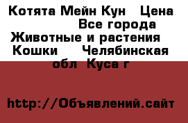 Котята Мейн Кун › Цена ­ 15 000 - Все города Животные и растения » Кошки   . Челябинская обл.,Куса г.